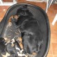 Descansando Gordon y los cachorros de acogida